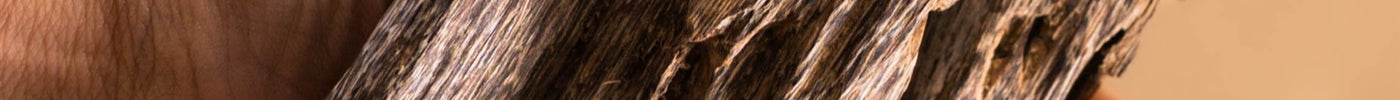 A hand holding wild agarwood, the wood real oud comes from
